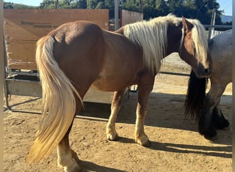 Noriker, Stallion, 5 years, Chestnut-Red