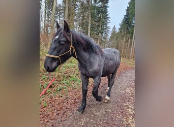 Noriker, Stallion, 6 years, 14,3 hh, Gray-Blue-Tan