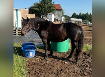 Noriker, Stallion, 6 years, 15,3 hh, Black