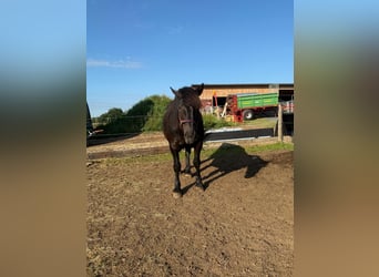 Noriker, Stallion, 6 years, 15,3 hh, Black