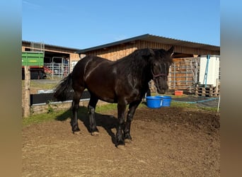 Noriker, Stallion, 6 years, 15,3 hh, Black