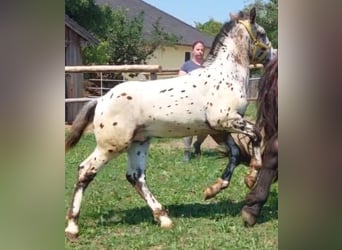 Noriker, Stallion, Foal (03/2025), 11,2 hh, Leopard-Piebald