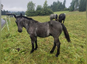Noriker, Stallion, Foal (02/2025), 14,2 hh, Roan-Blue