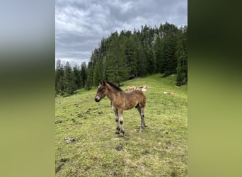 Noriker, Stallion, Foal (03/2024), 16 hh, Brown