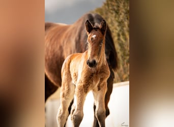 Noriker, Stallion, Foal (03/2026), Bay-Dark