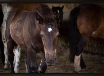 Noriker, Stallion, Foal (03/2026), Black