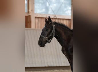 Noriker, Stallion, Foal (04/2023), Black
