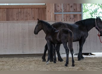 Noriker, Stallion, Foal (03/2023), Black