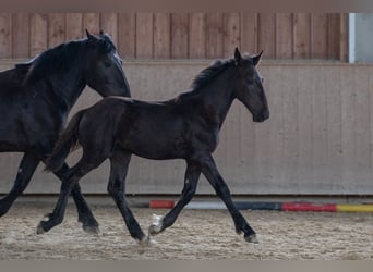 Noriker, Stallion, Foal (03/2023), Black