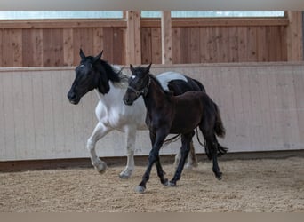 Noriker, Stallion, Foal (04/2023), Black
