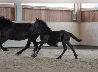 Noriker, Stallion, Foal (03/2023), Black