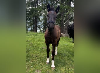 Noriker, Stallion, , Black