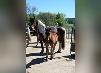 Noriker, Stallion, Foal (01/2026)