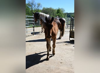 Noriker, Stallion, Foal (01/2026)