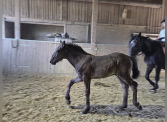 Noriker, Stallion, Foal (04/2026)