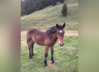 Noriker, Stallion, Foal (03/2024), Brown