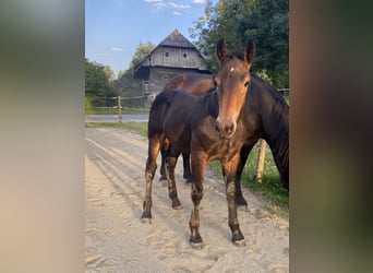 Noriker, Stallion, Foal (04/2025), Brown