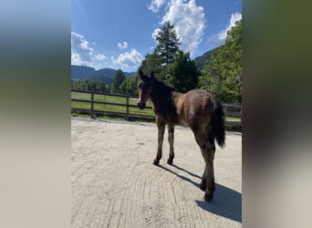 Noriker, Stallion, Foal (04/2025), Brown