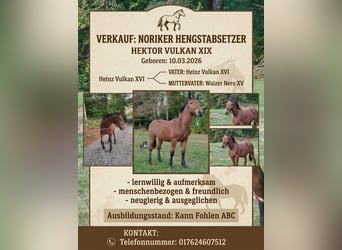Noriker, Stallion, Foal (03/2026), Brown