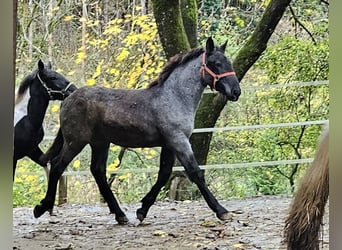 Noriker, Stallion, Foal (03/2023)
