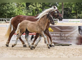 Noriker, Stallion, Foal (05/2024), Chestnut