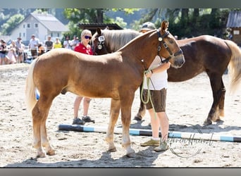 Noriker, Stallion, Foal (03/2024), Chestnut