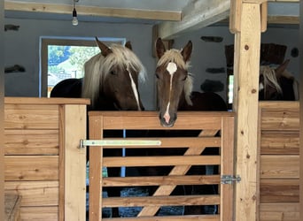 Noriker, Stallion, Foal (02/2025), Chestnut