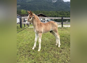 Noriker, Stallion, Foal (01/2026), Chestnut-Red