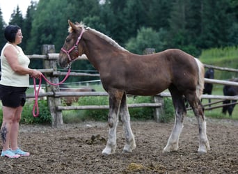 Noriker, Stallion, Foal (01/2026), Chestnut-Red