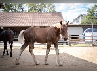 Noriker, Stallion, Foal (01/2026), Chestnut-Red