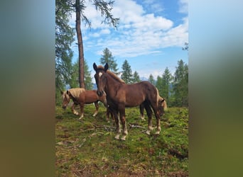 Noriker, Stallion, Foal (04/2025), Chestnut-Red