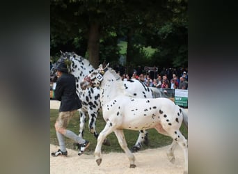 Noriker, Stallion, Foal (01/2025)