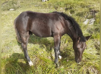 Noriker, Stallion, Foal (01/2026)