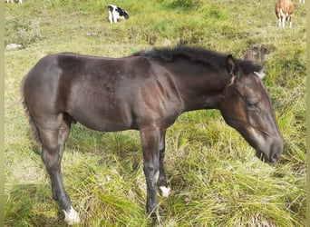 Noriker, Stallion, Foal (01/2026)