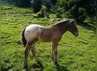 Noriker, Stallion, Foal (04/2026)