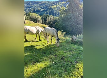 Noriker, Stallion, Foal (04/2025), Leopard-Piebald