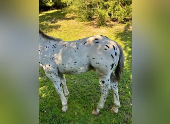 Noriker, Stallion, Foal (04/2025), Leopard-Piebald