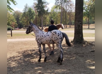 Noriker, Stallion, Foal (03/2026), Leopard-Piebald