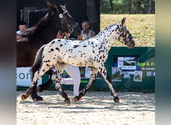 Noriker, Stallion, Foal (03/2026), Leopard-Piebald