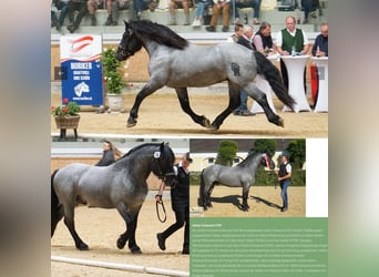 Noriker, Stallion, 5 years, 16 hh, Gray-Blue-Tan
