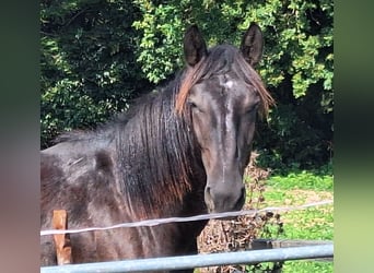 Noriker, Sto, 1 år, 155 cm, Svart