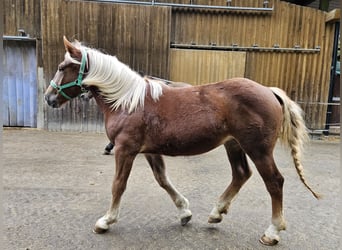Noriker, Sto, 1 år