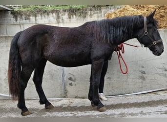 Noriker, Sto, 1 år