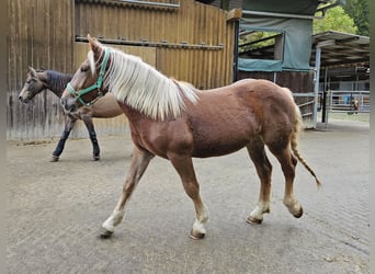 Noriker, Sto, 1 år