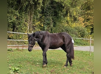 Noriker, Sto, 1 år
