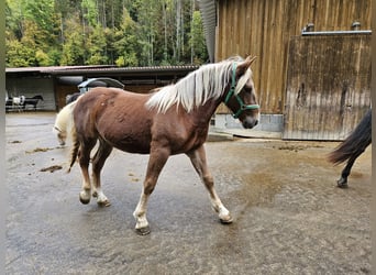 Noriker, Sto, 1 år