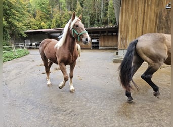 Noriker, Sto, 1 år
