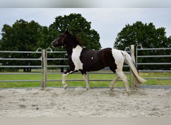 Noriker, Stute, 3 Jahre, 165 cm, Schecke