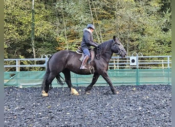 Noriker, Sto, 9 år