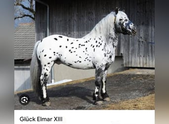 Noriker, Sto, Föl (03/2023), 160 cm, Leopard-Piebald